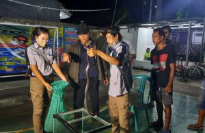 Puluhan Ular Kobra Ditemukan di Permukiman Warga BTR