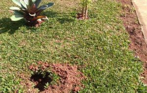 Tanaman Hias di Taman Jalan Kota Bekasi Hilang Dicuri