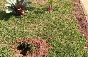 Tanaman Hias di Taman Jalan Kota Bekasi Hilang Dicuri