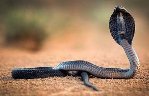 7 Fakta Ular Cobra Mulai Menetas dan Hidup di Lingkungan Permukiman Penduduk