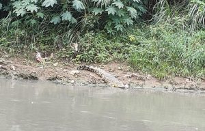Penampakan Seekor Buaya di Kali CBL Cibitung