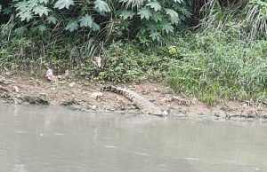 Penampakan Seekor Buaya di Kali CBL Cibitung