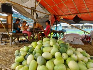 Timun Suri, Buah Yang Ada hanya di Bekasi Saat Bulan Puasa