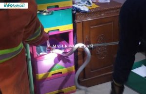Hendak Tidur, Dikejutkan Ular Kobra Dewasa di Bawah Kasur