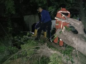Sebaran Pohon Tumbang Imbas Angin Kencang Semalam di Bekasi