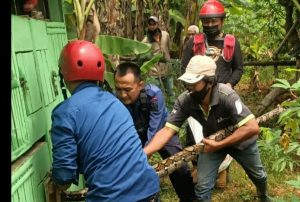 Ular Sanca 4 Meter Dievakuasi dari Kandang Ayam
