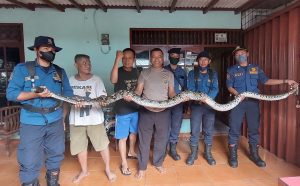Ada Ular Sanca Besar Berjalan di Genteng Rumah Warga Jatiasih