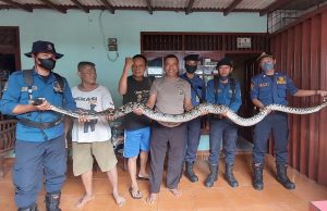 Ada Ular Sanca Besar Berjalan di Genteng Rumah Warga Jatiasih