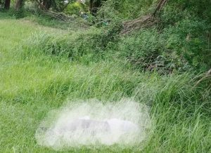 Jasad Pria Ditemukan Membusuk di Kabupaten Bekasi