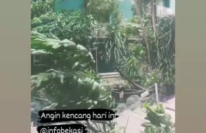 Bekasi Anginnya Kenceng Banget Hari Ini, Pohon Ampe Tumbang