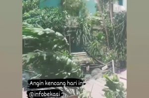 Bekasi Anginnya Kenceng Banget Hari Ini, Pohon Ampe Tumbang