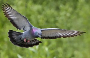 Pencurian Burung Merpati, Pelaku Dikembalikan ke Orangtuanya