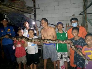 Dalam Sehari, Rescue Damkar Kota Bekasi Evakuasi 3 Ular