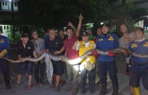 Ular Sanca Enam Meter Dievakuasi di Bekasi Timur