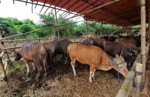 Gara-gara PMK, Harga Hewan Kurban di Kabupaten Bekasi Naik Segini harga hewan kurban