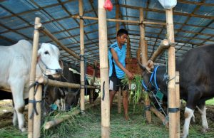 Jual Beli Hewan Kurban di Kabupaten Bekasi Terpengaruh PMK hewan kurban bekasi