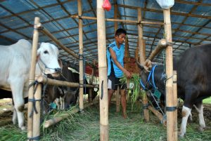 Jual Beli Hewan Kurban di Kabupaten Bekasi Terpengaruh PMK