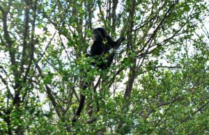 Warga Kabupaten Bekasi Diminta Pilih Flora dan Fauna Khas untuk Ikon Daerah ikon kabupaten bekasi