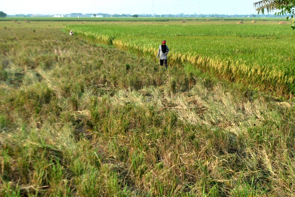 sawah kabupaten bekasi