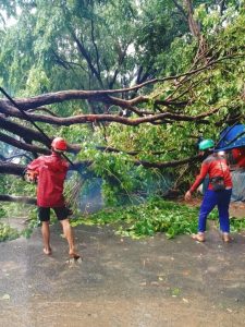 DBMSDA Catat Lima Pohon Tumbang Usai Hujan Deras Sabtu Sore