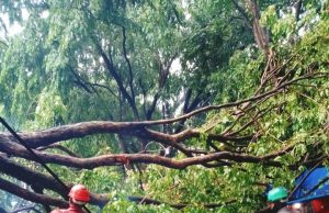 DBMSDA Catat Lima Pohon Tumbang Usai Hujan Deras Sabtu Sore
