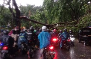 Hujan Deras, Pohon Besar Tumbang Tutup Akses Jalan Kaliabang Bungur