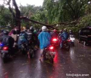Hujan Deras, Pohon Besar Tumbang Tutup Akses Jalan Kaliabang Bungur
