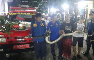 Ular Sanca Sepanjang 4 Meter di Selokan Bikin Geger Warga Cikarang Selatan ular sanca