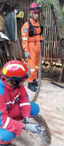 Ekosistem Rantai Makanan Penyebab Banyak Ular Masuk Ke Pemukiman Warga