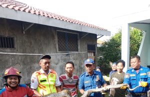 Damkar Evakuasi Ular Sanca Pemangsa Ternak Milik Warga di Kampung Teluk Angsan