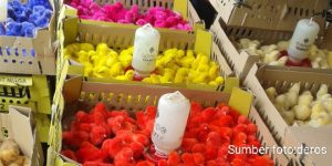 Bisnis Anak Ayam Warna Warni, Menggiurkan Tapi Berbahaya
