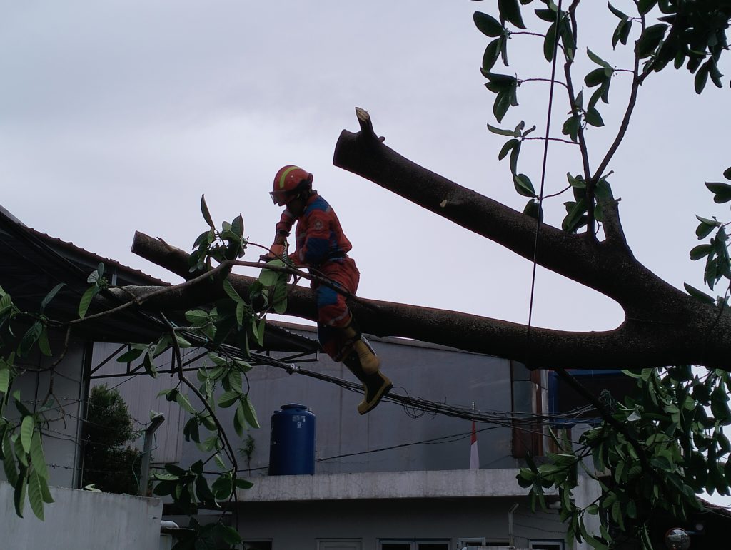 pohon tumbang di Jatiasih