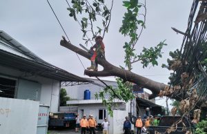 Catatan BPBD: Ini Sebaran Pohon Tumbang di Bekasi pohon tumbang bekasi