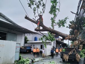 Catatan BPBD: Ini Sebaran Pohon Tumbang di Bekasi