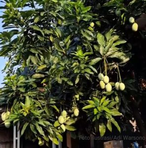 Ini Pohon Mangga Dablan dari Muara Gembong