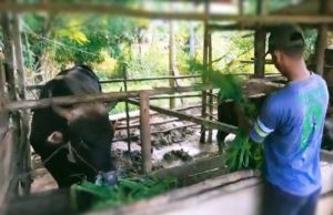 Nasib Mujur, Sapi Suhendrik Dibeli Presiden Rela Tempuh Jalur Laut 14 Jam