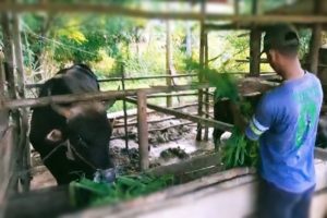 Nasib Mujur, Sapi Suhendrik Dibeli Presiden Rela Tempuh Jalur Laut 14 Jam