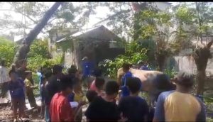 Momen Idul Adha, Hewan Kurban Jadi Tontonan Bocah