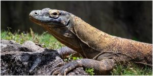 Biawak Masuk ke Dalam Rumah Warga Permata Hijau Kaliabang Tengah