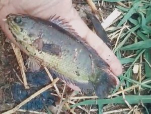 Mancing Ikan Betok Saat Musim Hujan Bikin Lupa Pulang