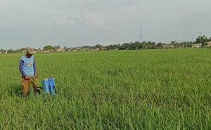 Camat Sukakarya Dorong Petani Pakai Catrik, Ini Alasannya