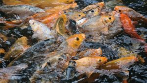 Raup Cuan Ternak Ikan Peluang Bisnis di Kabupaten Bekasi