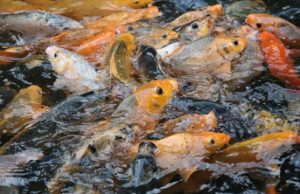 Raup Cuan Ternak Ikan Peluang Bisnis di Kabupaten Bekasi