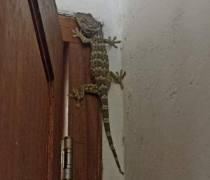 Mengenal Tokek, Kadal yang Hobi Bersarang di Rumah Penduduk
