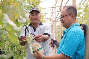 Pj Walikota Bekasi Panen Buah Melon Fujisawa di Bekasi Utara