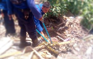 Warga Perum Mekarsari Temukan Ular Sanca Bertelur di Tumpukan Sampah