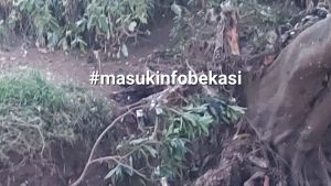 Sedang Asyik Mandi di Kali Cikeas, Kawanan Bocah Temukan Mayat Tersangkut di Akar Pohon