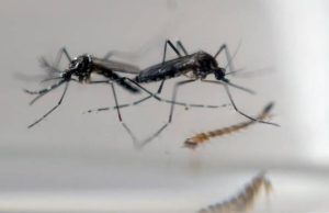 Rencana Kemenkes RI Sebar Nyamuk Wolbachia Penangkal DBD