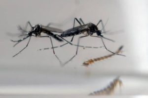 Rencana Kemenkes RI Sebar Nyamuk Wolbachia Penangkal DBD