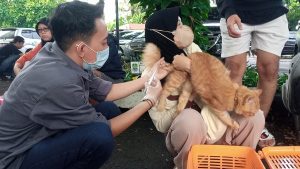 Cegah Penyakit Rabies, Puluhan Kucing dan Anjing Disuntik Vaksin